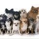 Tiffany chihuahuas Heath Road Chester Cheshire CH2 1HX United