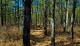 My Love Letter to the Pine Barrens