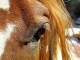 Horsetrail IA