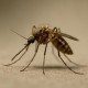 http://pestsconcepts.link