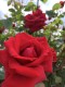 薔薇
