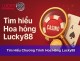 https://lucky88.name/hoa-hong-lucky88/