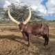 Kilima Horned Heritage Program
